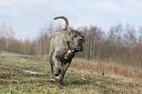 CANE CORSO 689